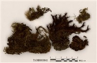 藏品(珠苔)的圖片